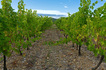 Fototapeta na wymiar vineyard Languedoc south of France