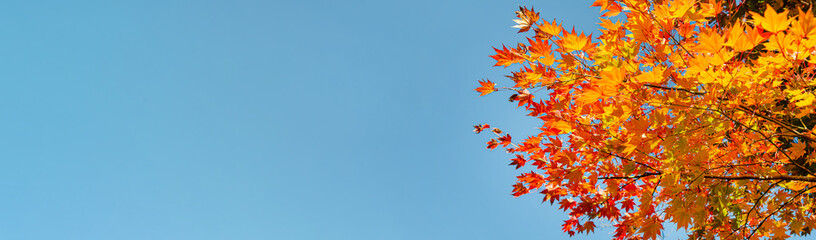 coloured leafs of a tree in autumn in front of a blue sky for panorama or banner size