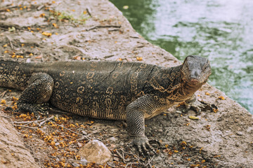 Monitor lizard or Varanus salvator in Lumpini park at downtown of Bangkok