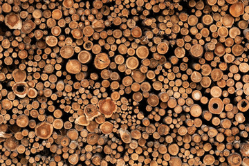 Background Image of Cut Ends of Logged Wood