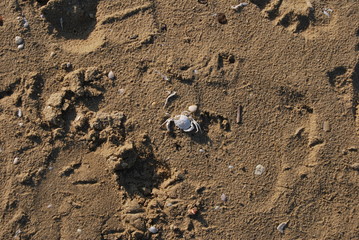 Sfondo marino e background di sabbia