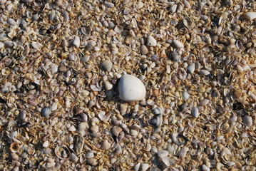 Sfondo e background di conchiglie