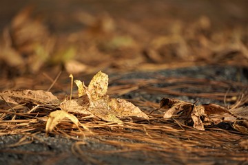 Dry yellow leaf falling on the pavement in FALL garden background. View from below, Autumn in GA USA.