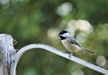 An adorable black capped chickadee (Poecile atricapillus) perching on the feeder stand on the blurred garden background , Autumn in Georgia USA.