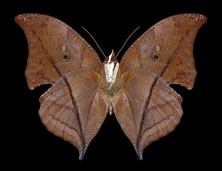 Butterfly Zaretis itys (underside) on a black background