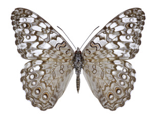 Butterfly Hamadryas februa on a white background
