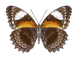 Butterfly Cethosia chrysippe (underside) on a white background