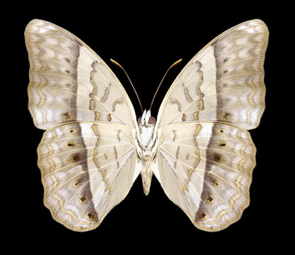 Butterfly Cirrochroa tyche (underside) on a black background