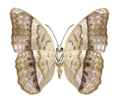 Butterfly Cirrochroa tyche (underside) on a white background