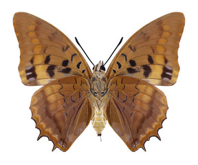 Butterfly Charaxes lucretius (underside) on a white background
