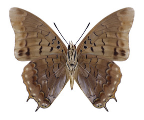 Butterfly Charaxes virilis (underside) on a white background