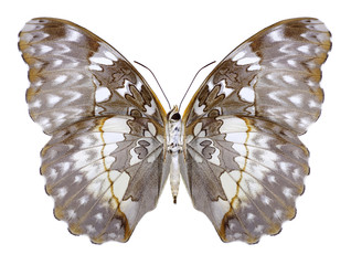 Butterfly Cymothoe beckeri (underside) on a white background