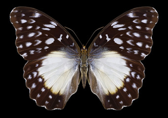 Butterfly Cymothoe beckeri on a black background