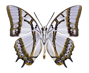 Butterfly Polyura eudamippus formosanus (underside) on a white background