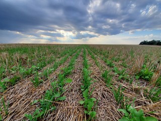 Cover crops in soybean field © Lyndsey