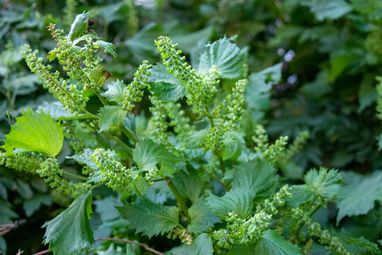 4 Best 穂紫蘇 Images Stock Photos Vectors Adobe Stock