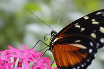 Mariposa posa 