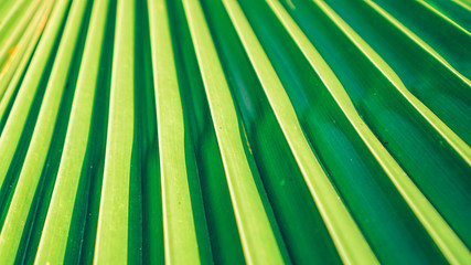 Obraz premium green leaf of palm tree