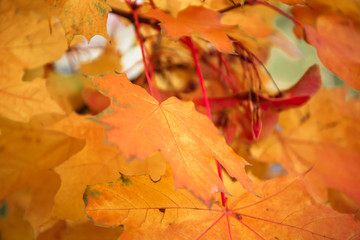Yellow, orange and red maple leaves on the tree with fetus