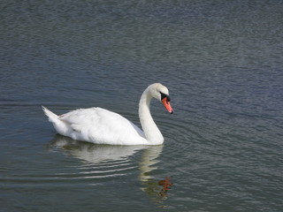 cygne