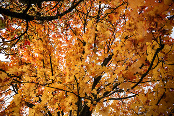 Yellow, orange and red maple leaves on the tree with fetus
