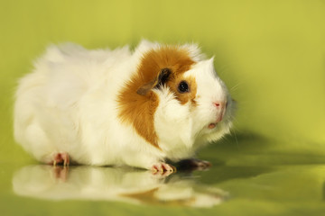 Meerschwein vor grünem Hintergrund
