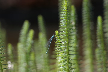 blaue libelle an pflanze