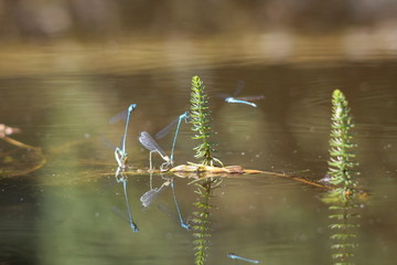 libellen spiegeln sich an der wasseroberfläche