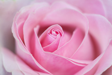 Pink blossom of rose closeup