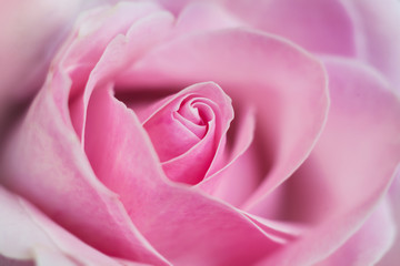 Pink blossom of rose closeup