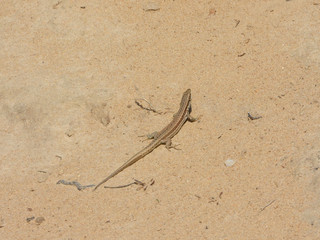 lézard