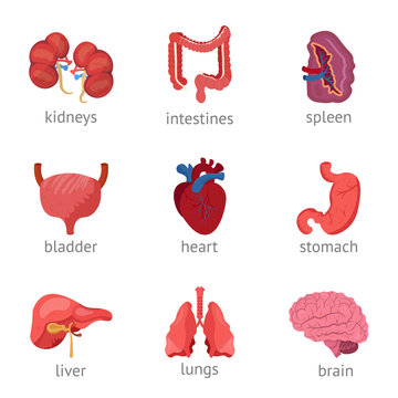 Internal organs flat vector illustrations set