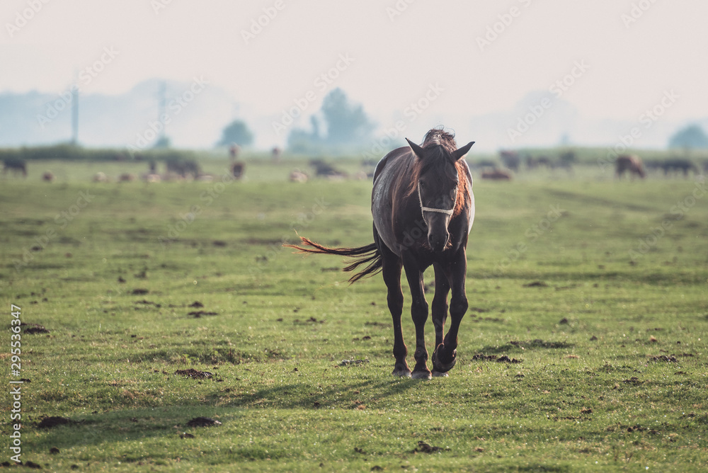 Wall mural horse in field