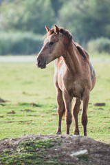 Obraz na płótnie Canvas horse in the field