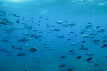 Fototapeta na wymiar Underwater view of a school of fish swimming in the Adriatic Sea off the coast of Krk Island, Croatia