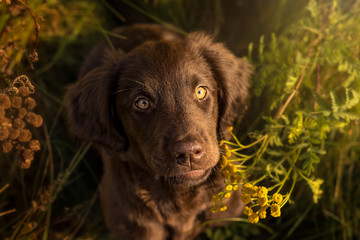 Flat Coated Retriever Welpe
