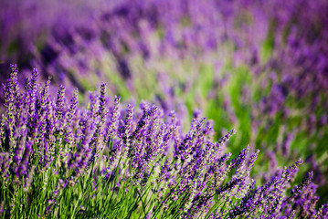 Obraz premium field of lavender