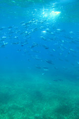 Underwater view of a school of fish being fed in the Adriatic Sea off the coast of Krk Island, Croatia