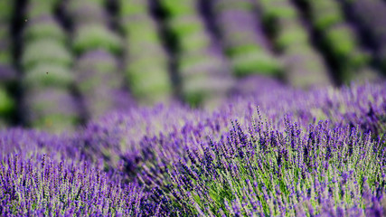 Obraz premium field of lavender