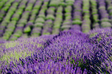 Plakat field of lavender