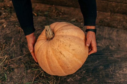 orange pumpkins at outdoor farmer market. pumpkin patch. Copy space for your text