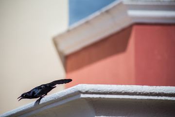 Obraz premium Bird about to fly