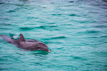 Dolphins from Mexico Cancun, Blue Ocean Water
