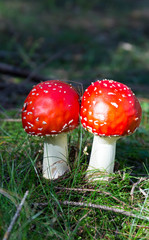 Herbst_Wald_zwei Fliegenpilze