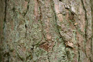 side tree other