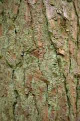 side tree