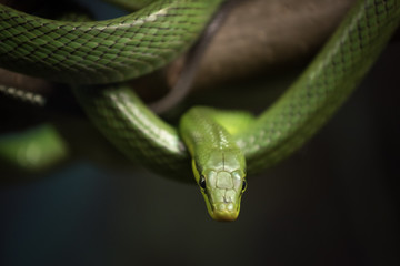Green Snake