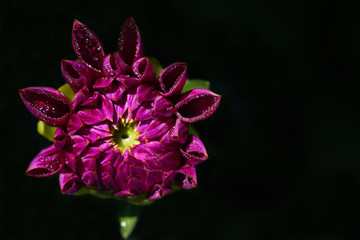 Close-up of the blossom of a fresh red dahlia with water drops in front of dark background with free space