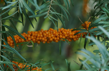 Sea buckthorn branches strewn with orange berries in the garden.