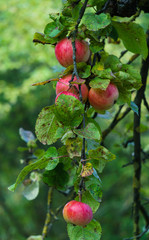 Branch with red apples in the garden.